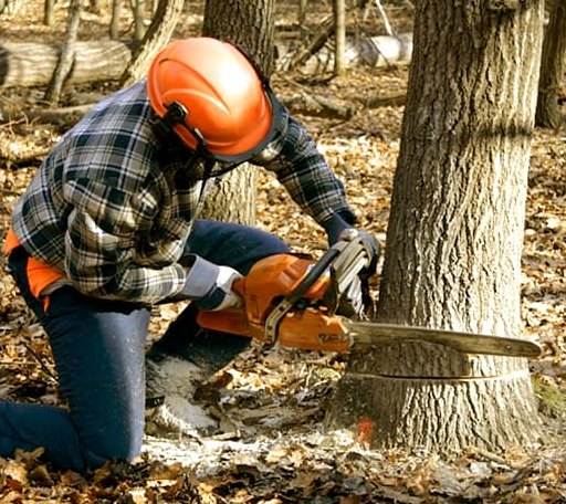 Tree Removal in Doole, TX